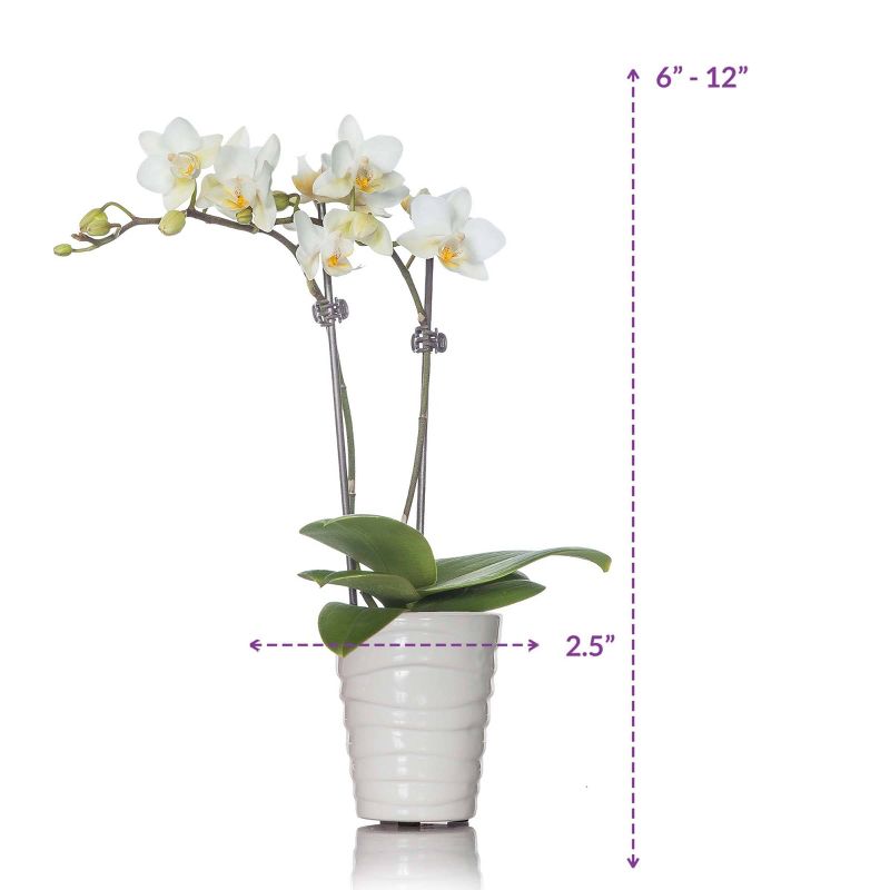Just Add Ice 2.5" White Orchid in Ceramic