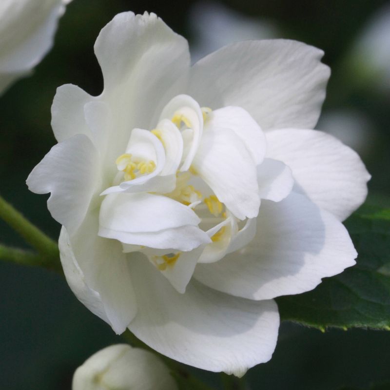 MoonRay Bloom by Pacifica Women's Perfume