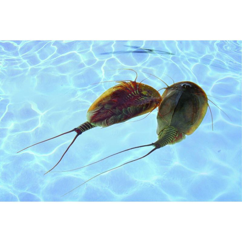 Smithsonian Prehistoric Sea Monsters Kit