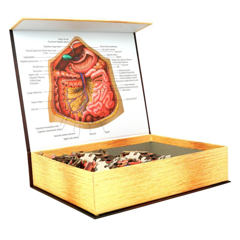 Genius Games Dr. Livingston's Human Anatomy: The Human Abdomen Jigsaw Puzzle - 500pc