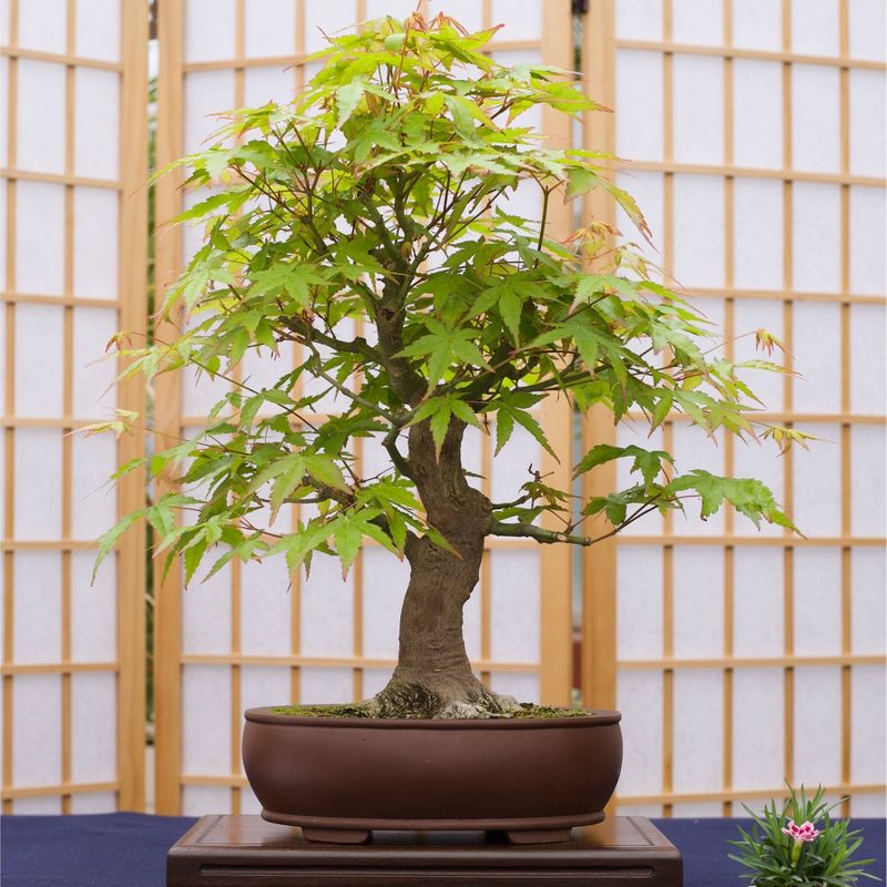 2pk Bonsai Tree Seed Grow Kit - Japanese Maple -The Jonsteen Company