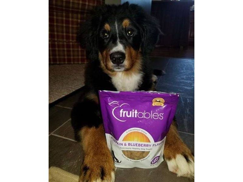 Fruitables Baked Pumpkin and Blueberry Flavor Healthy Low Calorie Dog Treats - 7oz