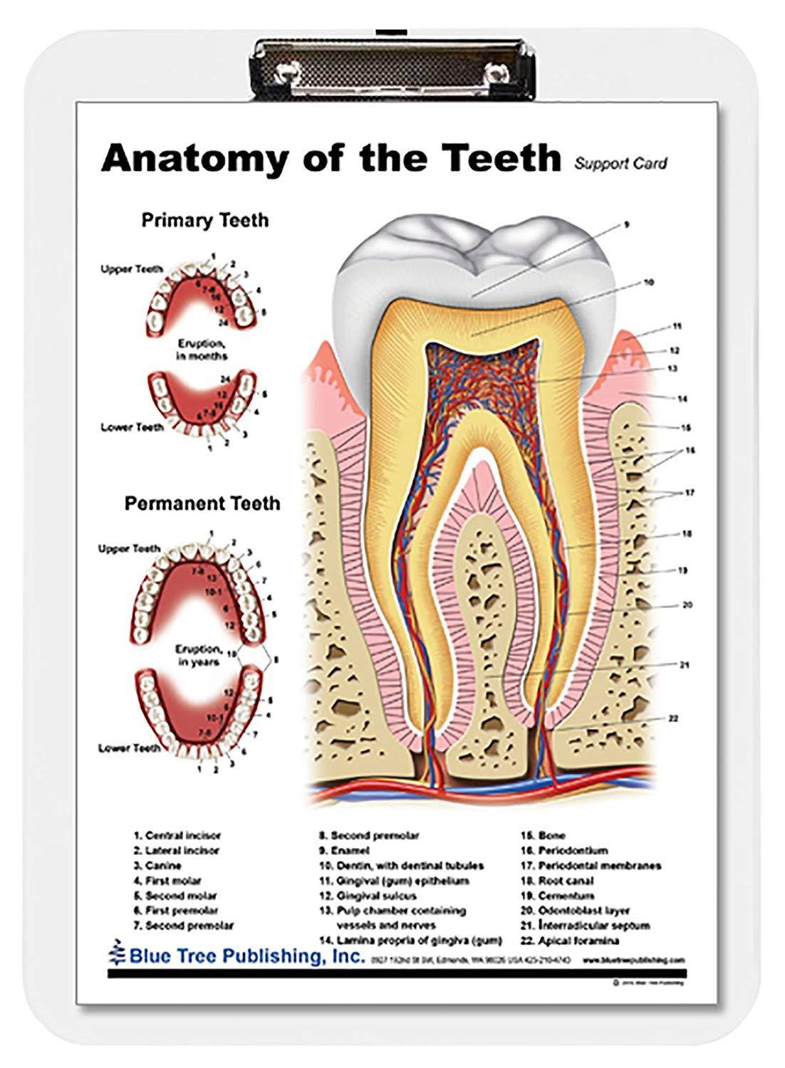 Dental (Tooth Clipboard)