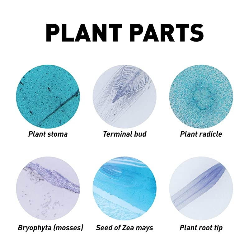 Mega Biology Set Professional Grade Specimens 25 Prepared Microscope Slides Detailed Learning Guide and Storage Box