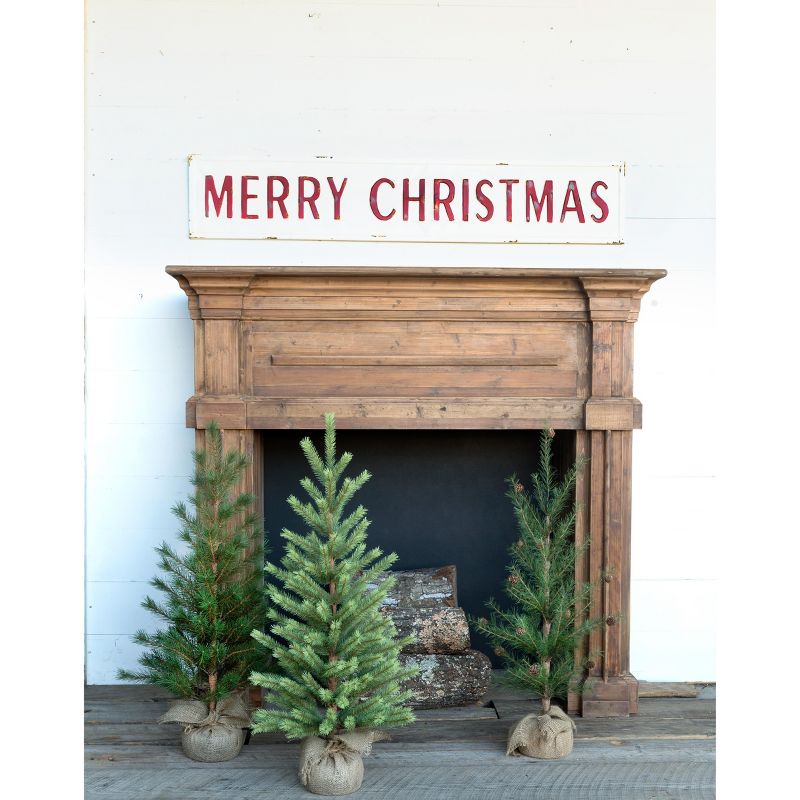 Park Hill Collection Second Year Seedling Trees  Assortment of 3