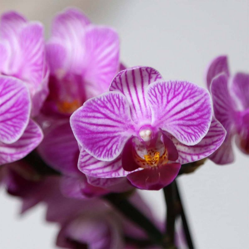 Just Add Ice 4" Pink Mini Orchid Duo in Ceramic