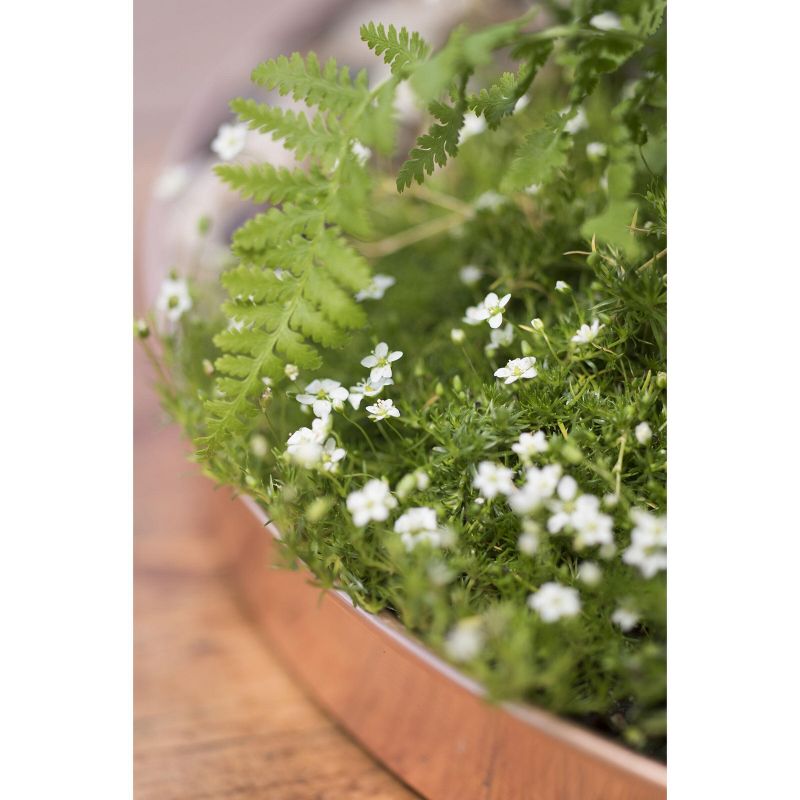 Large Round Copper Plant Tray, 14 - GARDENER'S SUPPLY CO.