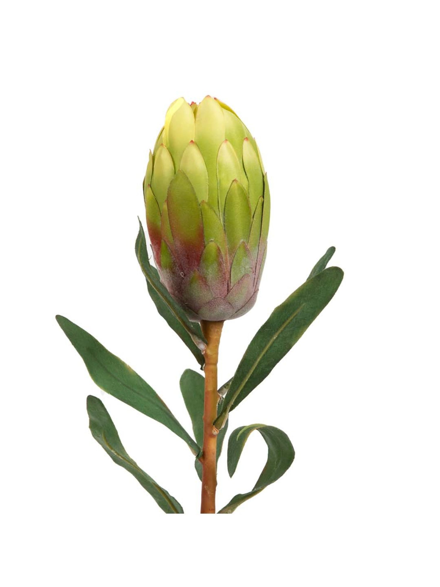 Home4U Green & Brown Plastic Flower Bud - Set of 1