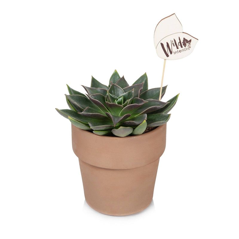 Wild Interiors 5" Echeveria Succulent in Terra Cotta