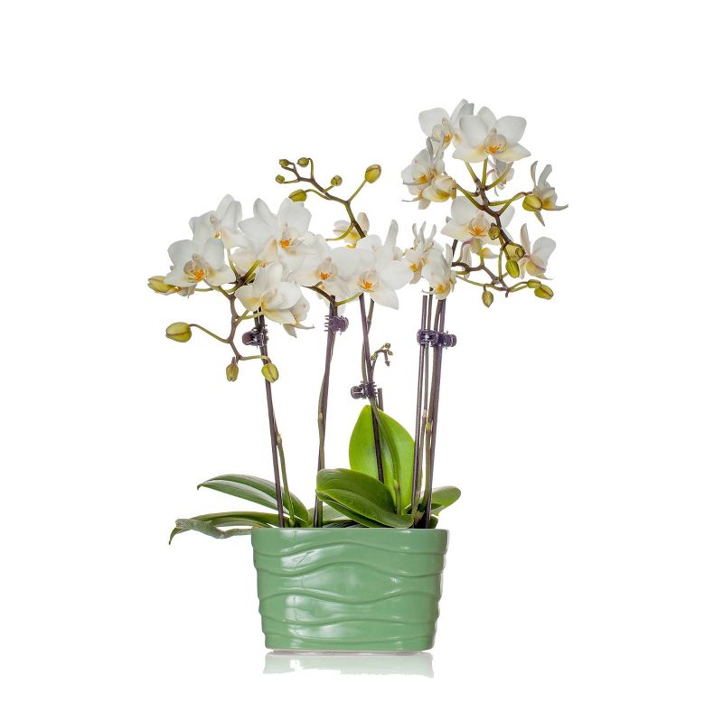 Van Zyverden Roses Mikado Root Stock