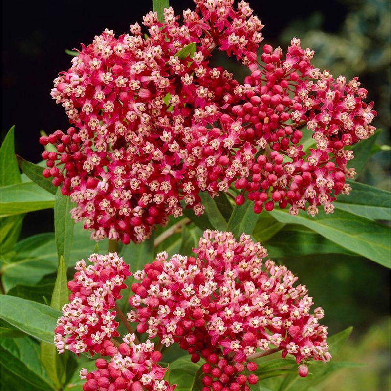3ct Asclepias Incarnata Pink Support The Monarchs Roots - Van Zyverden