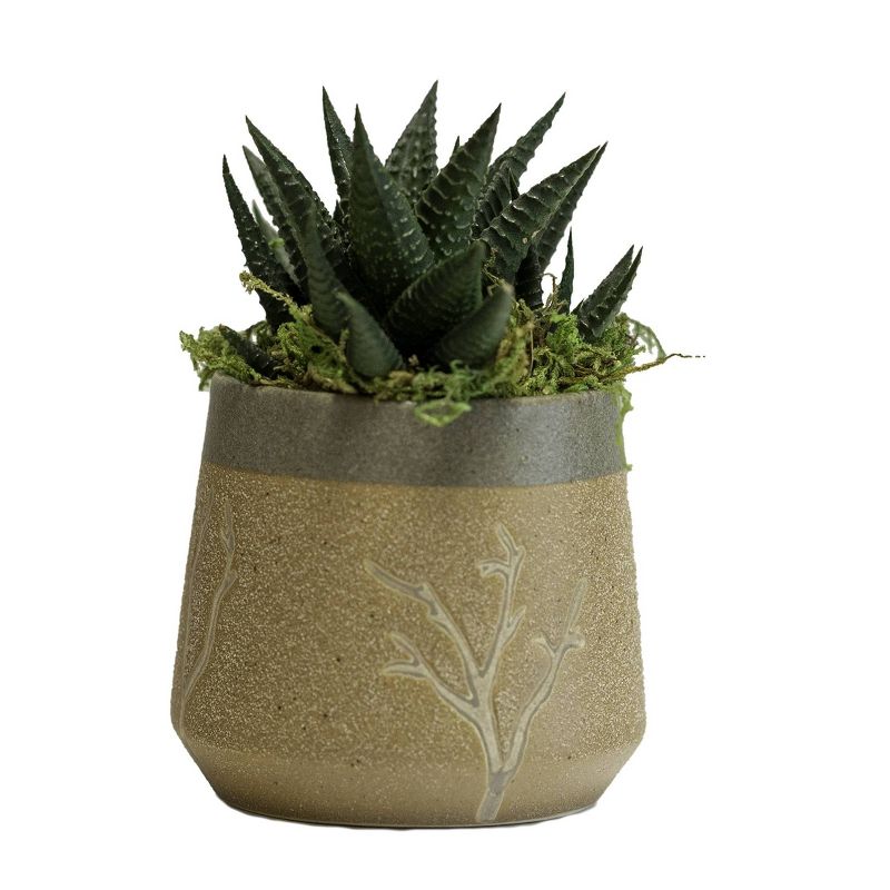 LiveTrends Tree Limbs - 2pk