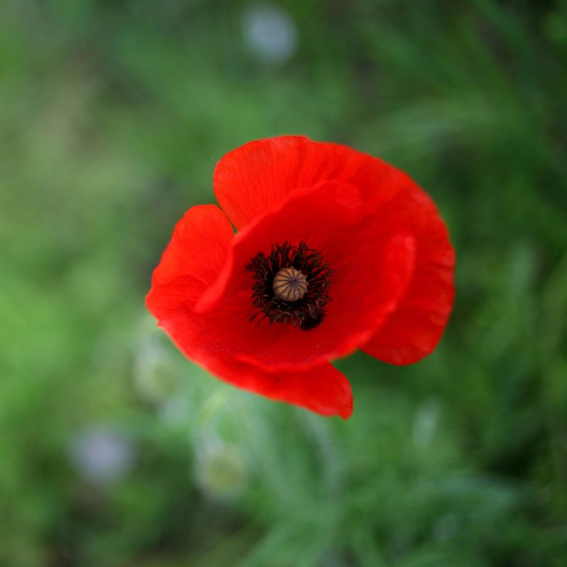 2pk Alaskan Red Poppy Seed Grow Kit - The Jonsteen Company