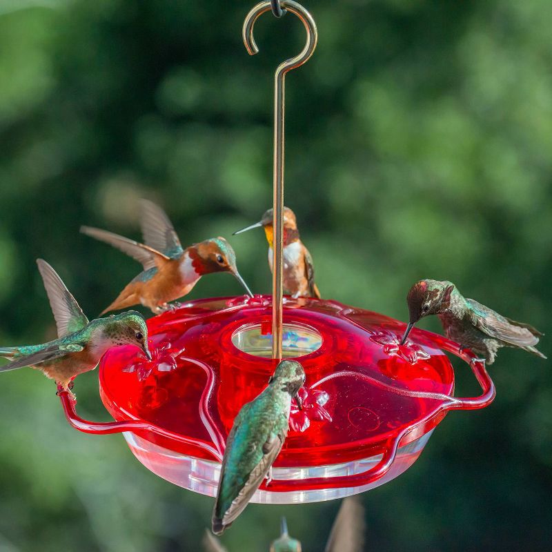 Droll Yankees Little Flyer 4 Hummingbird Feeder