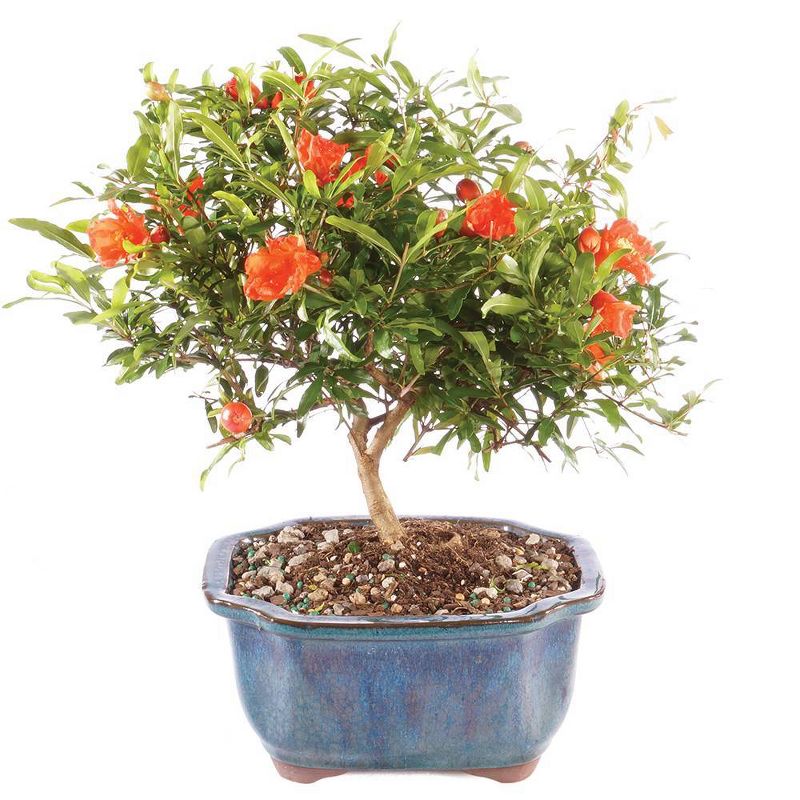 Small Pomegranate Outdoor Live Plant - Brussel's Bonsai