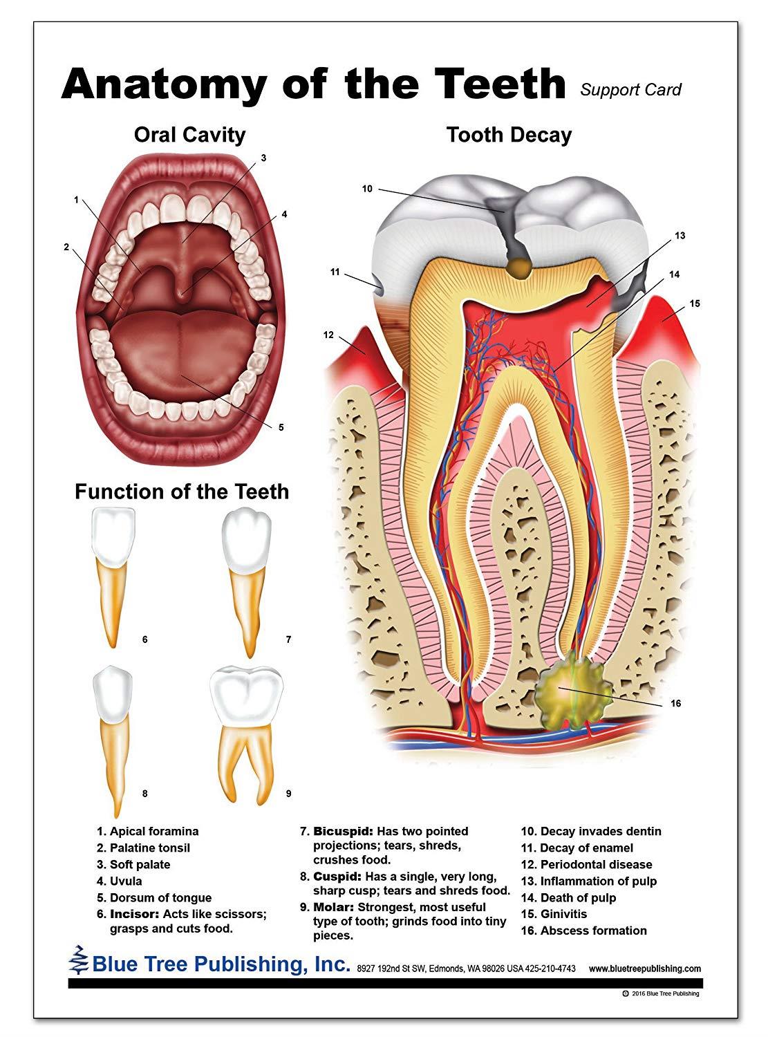 Dental (Tooth Card)