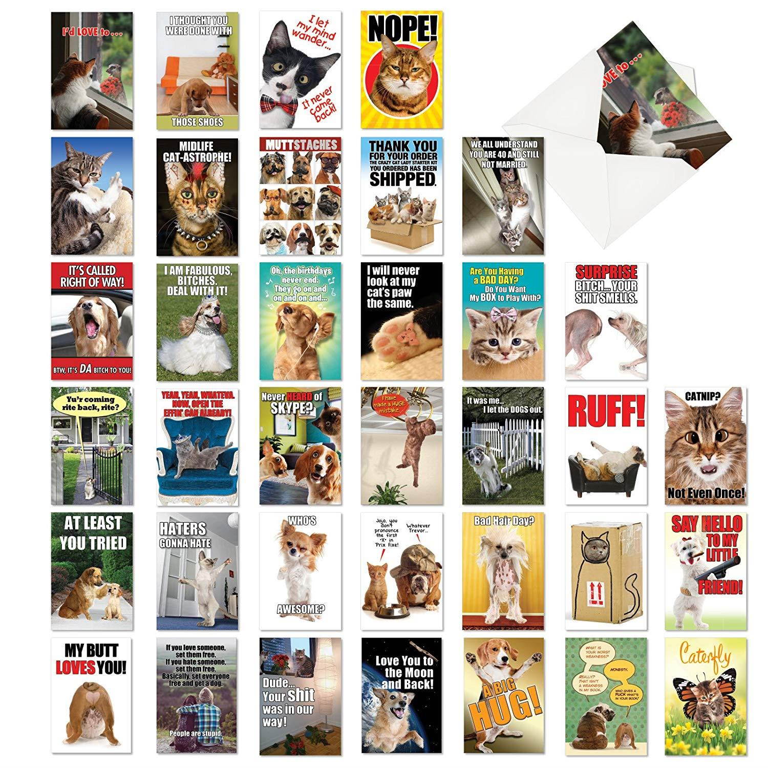 Best Pets Collection': 36 Assorted All Occasions Card With adorable, funny images of cats and dogs, with Envelopes (36 Designs, 1 Card Per Design). AC6654OCB-B1x36