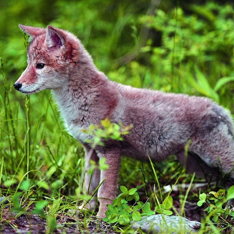 2021 The Everygirl Wall Calendar 15" x 12" Liam - Blue Sky