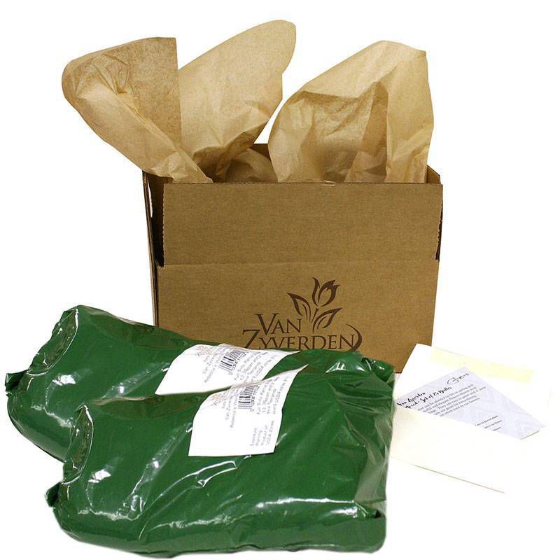 Van Zyverden Set of 2 Clematis Collection Varieties Plants