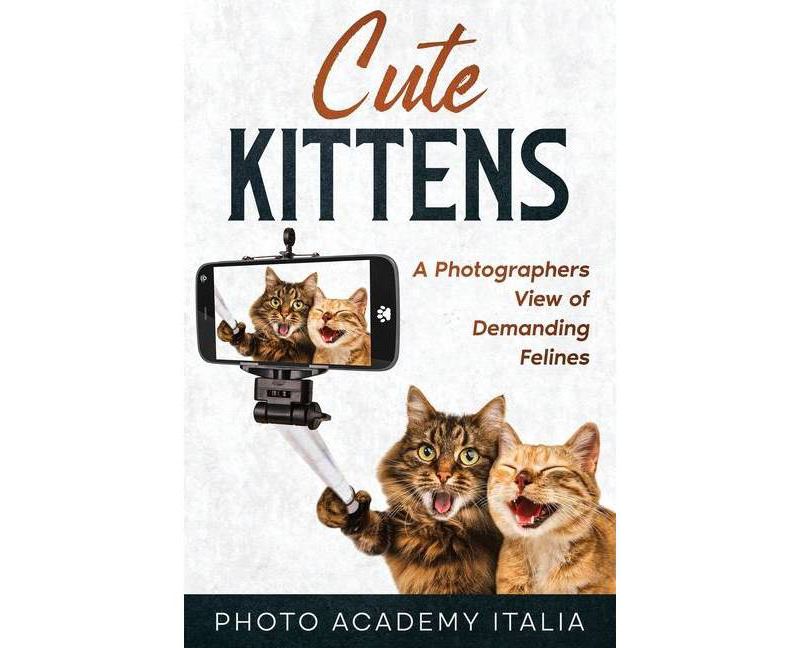 Behold the Personal Maine Coon - by  Phyllis Stiebens (Paperback)