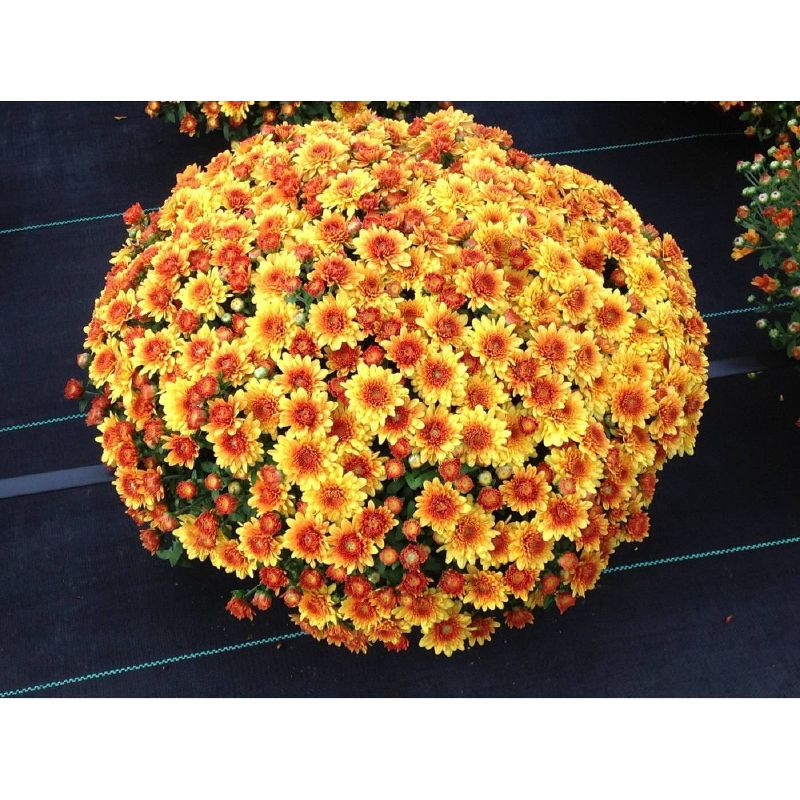 8" Orange Chrysanthemum Plant with Orange Blooms - National Plant Network