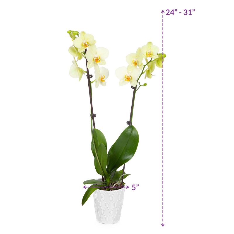 Just Add Ice 5" Yellow Orchid in Ceramic