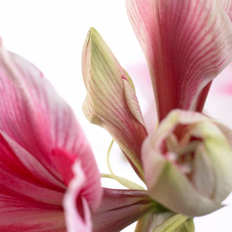 1ct Amaryllis Gervase Bulb - Van Zyverden
