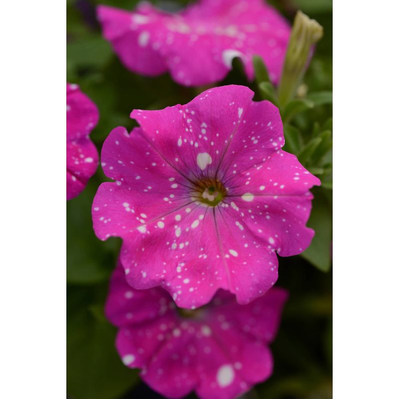 3pc PinkSky Petunia Plant with Pink/White Blooms - National Plant Network