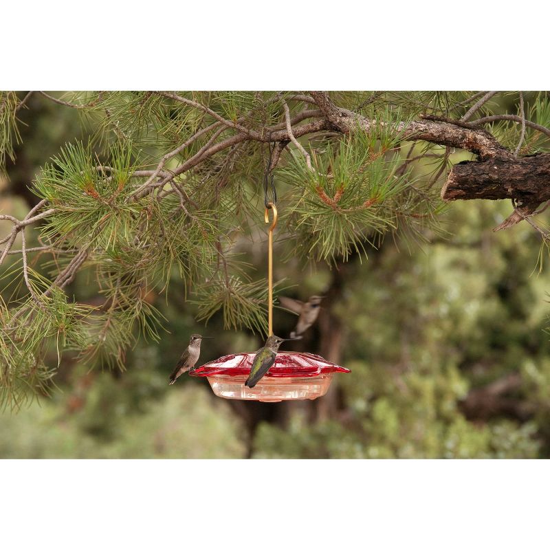 Droll Yankees Little Flyer 4 Hummingbird Feeder
