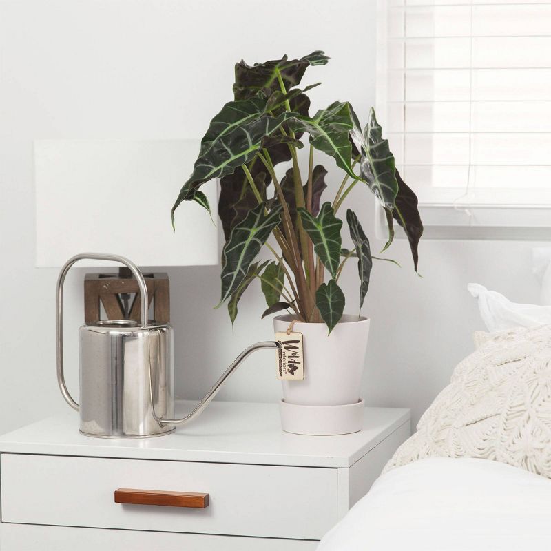 Van Zyverden Roses Mikado Root Stock