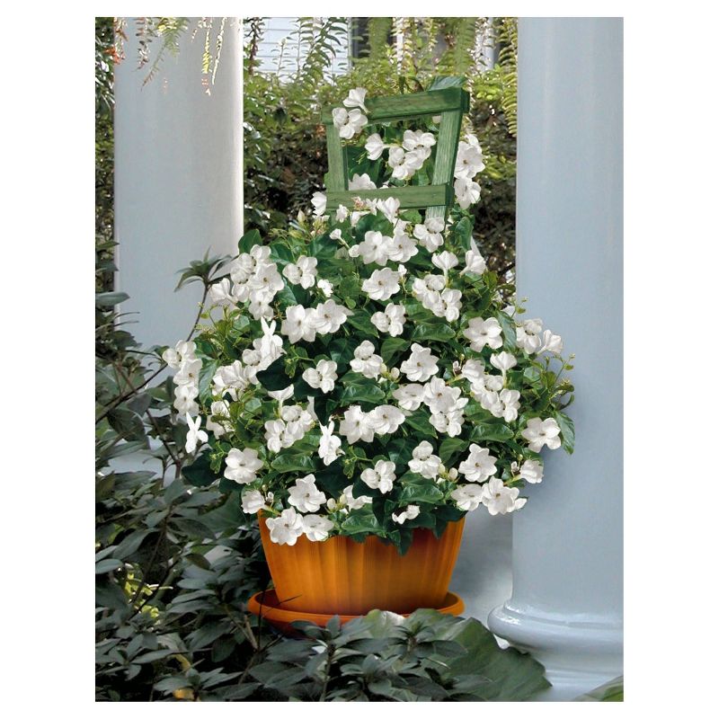 Arabian Jasmine Sambac - National Plant Network