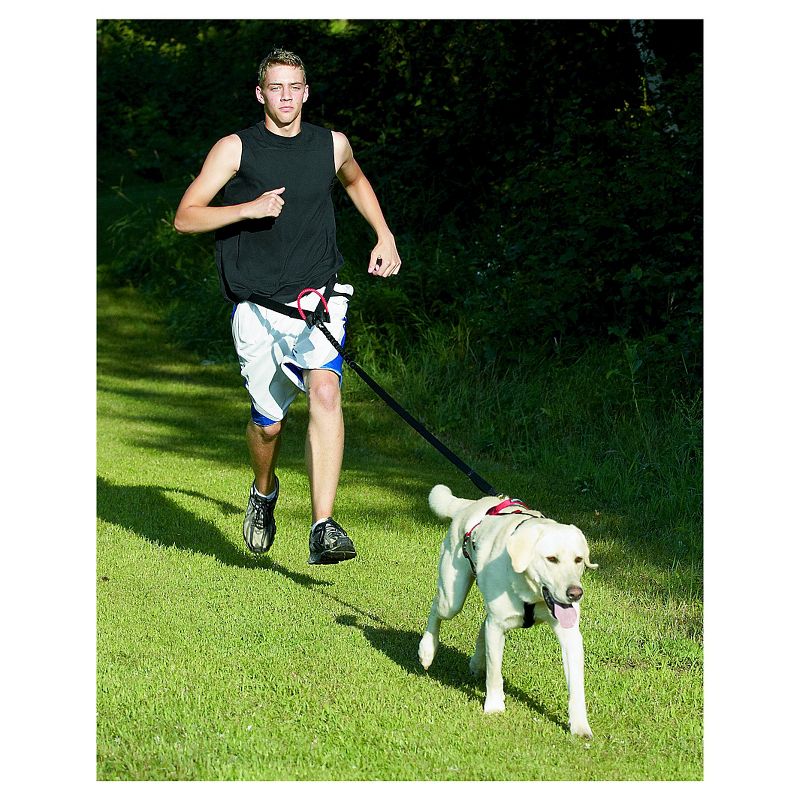 Safety Light Auto Dog Collar