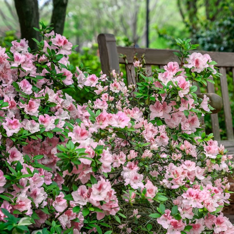 Encore 1pc Azalea Autumn Chiffon - National Plant Network