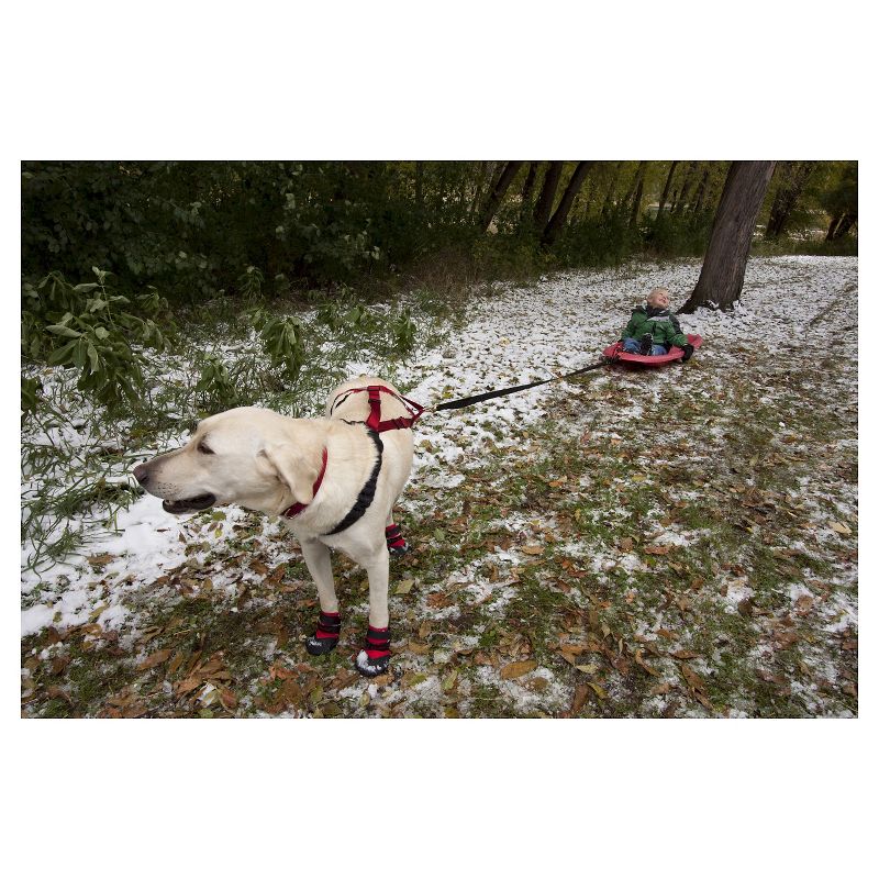 Safety Light Auto Dog Collar