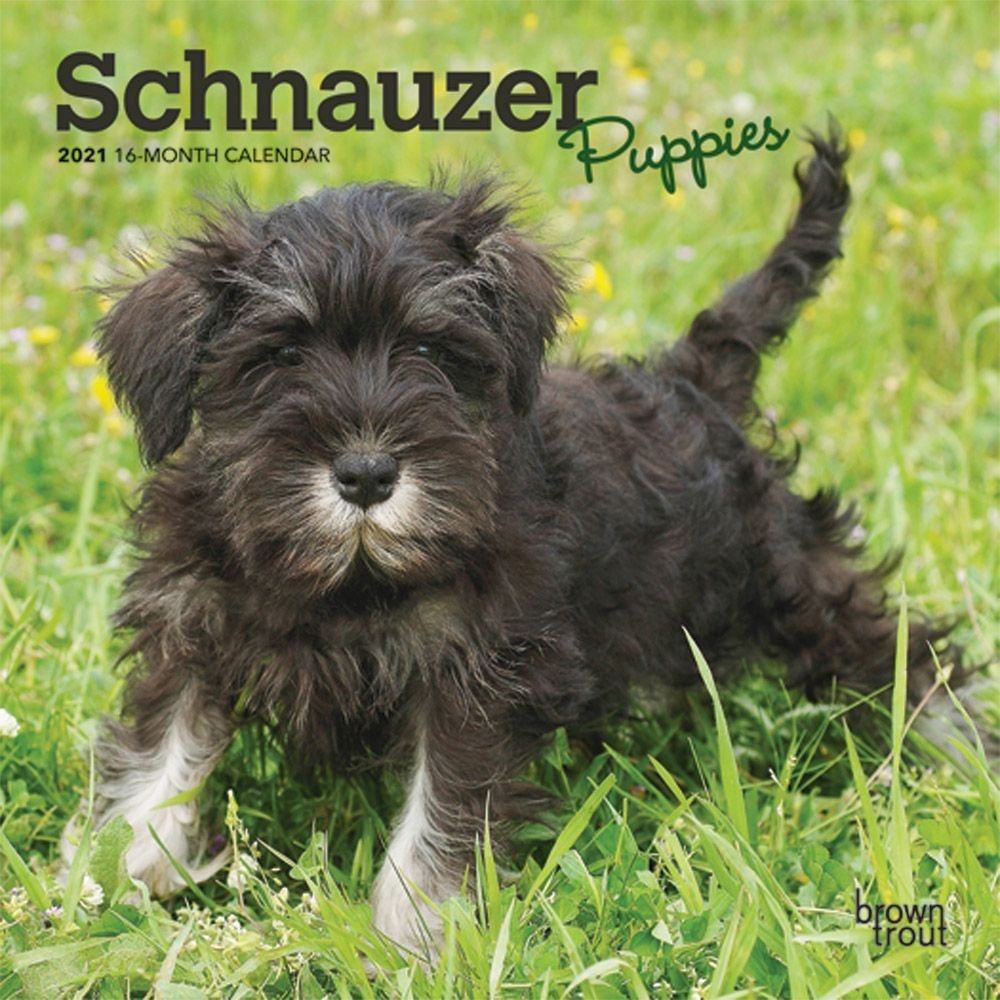 BrownTrout,  Schnauzer Puppies Mini Wall Calendar 2021