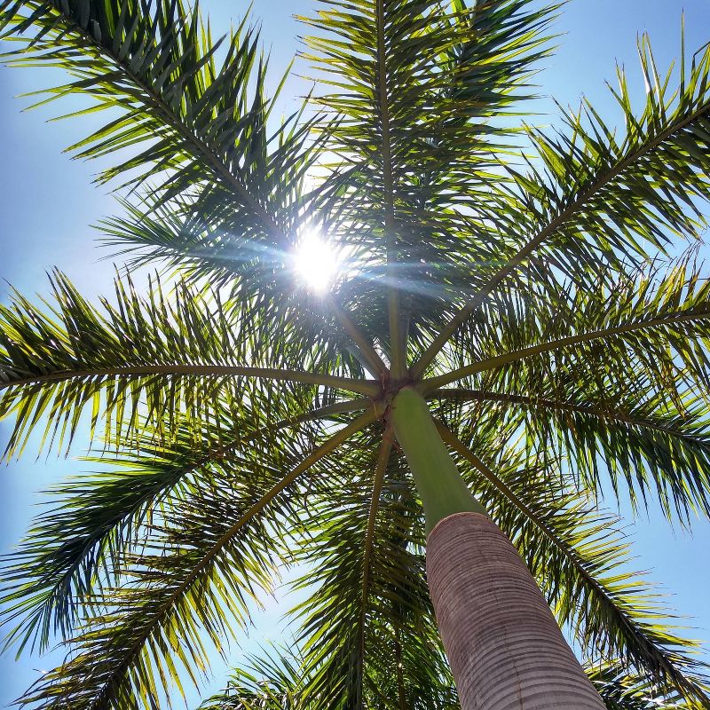 2pk Royal Palm Tree Seed Grow Kit - The Jonsteen Company