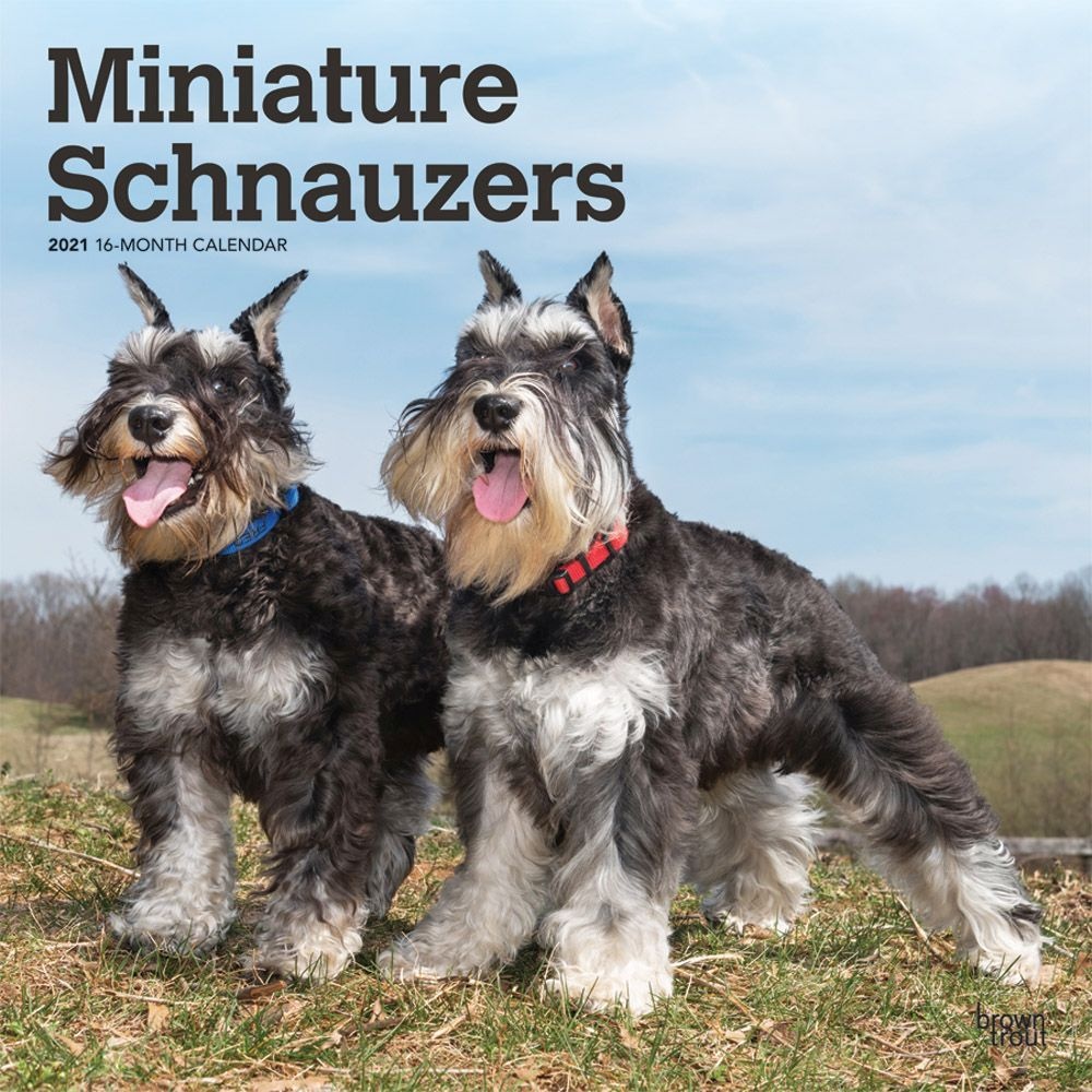BrownTrout,  Miniature Schnauzers Wall Calendar 2021