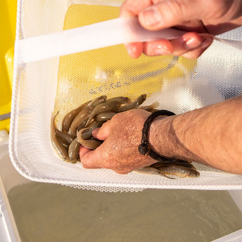 Frabill FRBBA219 19 Quart Capacity Heavy Duty Organizing Magnum Tackle Box Bait Station with 2 Speed Water Resistant Battery Powered Aerator