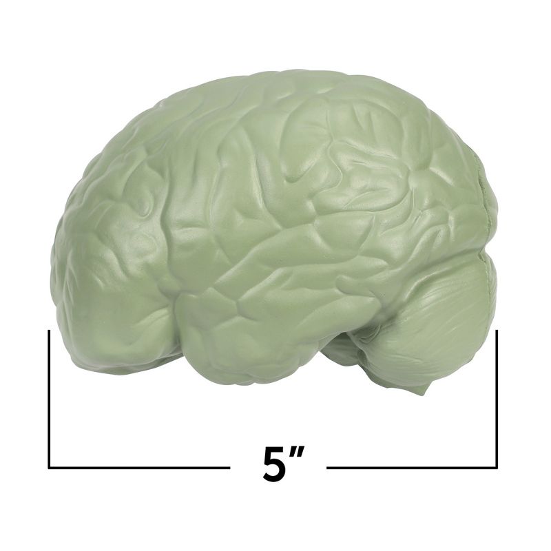 Learning Resources Cross-Section Brain Model, Ages 7+