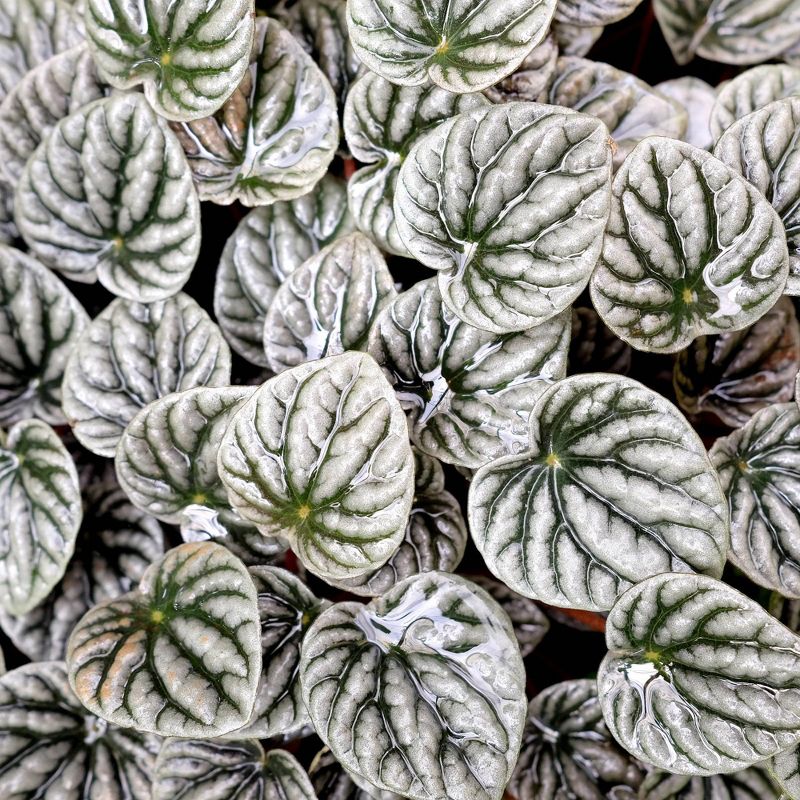 3pc Peperomia 'Frost' - National Plant Network