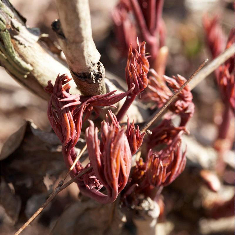 Peonies Sarah Bernhardt Set of 5 Economy Sized Roots - Van Zyverden