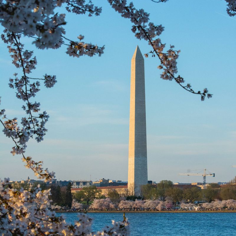 2pk Flowering Cherry Blossom Seed Grow Kit - The Jonsteen Company