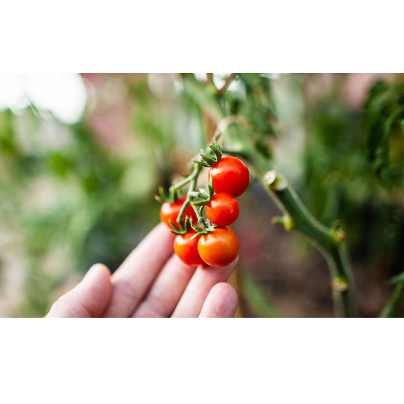 Coast of Maine OMRI Listed Tomato and Vegetable Plant Potting Soil Compost Blend for Container Gardens and Flower Pots, 20 Quart Bag (2 Pack)