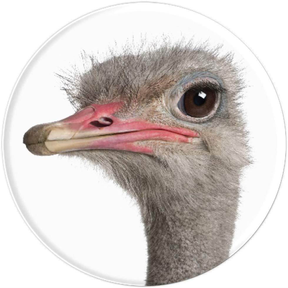 Ostrich Bird Head From Australia