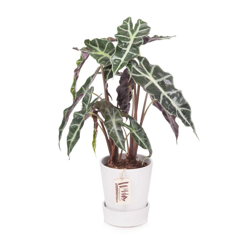 Van Zyverden Roses Mikado Root Stock