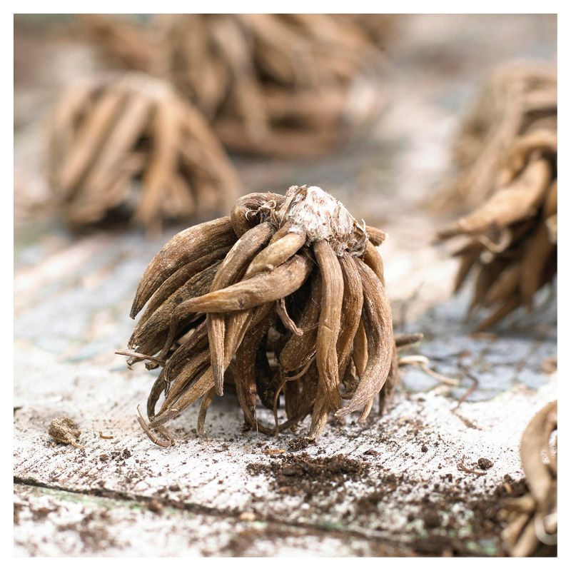 Butter Cups Ranunculus Double Blooming Mixed Set of 25 Bulbs - Van Zyverden