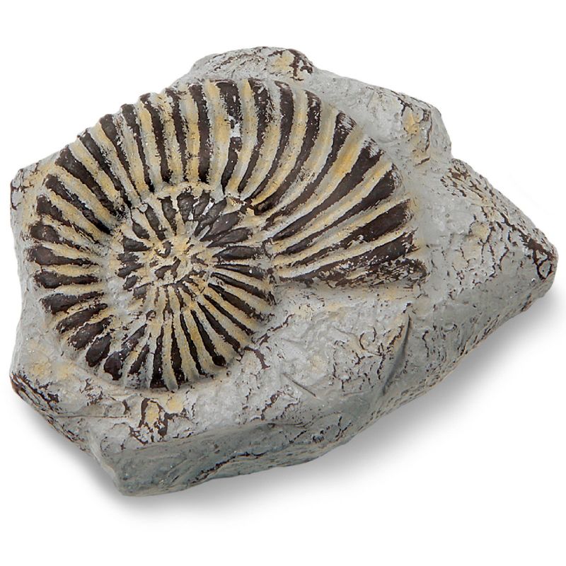 Discovery Kids Toy Excavation Science Kit Mini Fossil 2pc