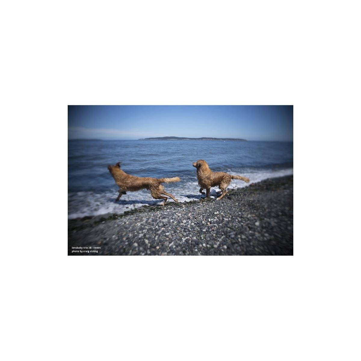 Lensbaby Trio 28 for Micro 4/3 - Ultra Compact 28mm f/3.5 Lens w/3 Focus Select