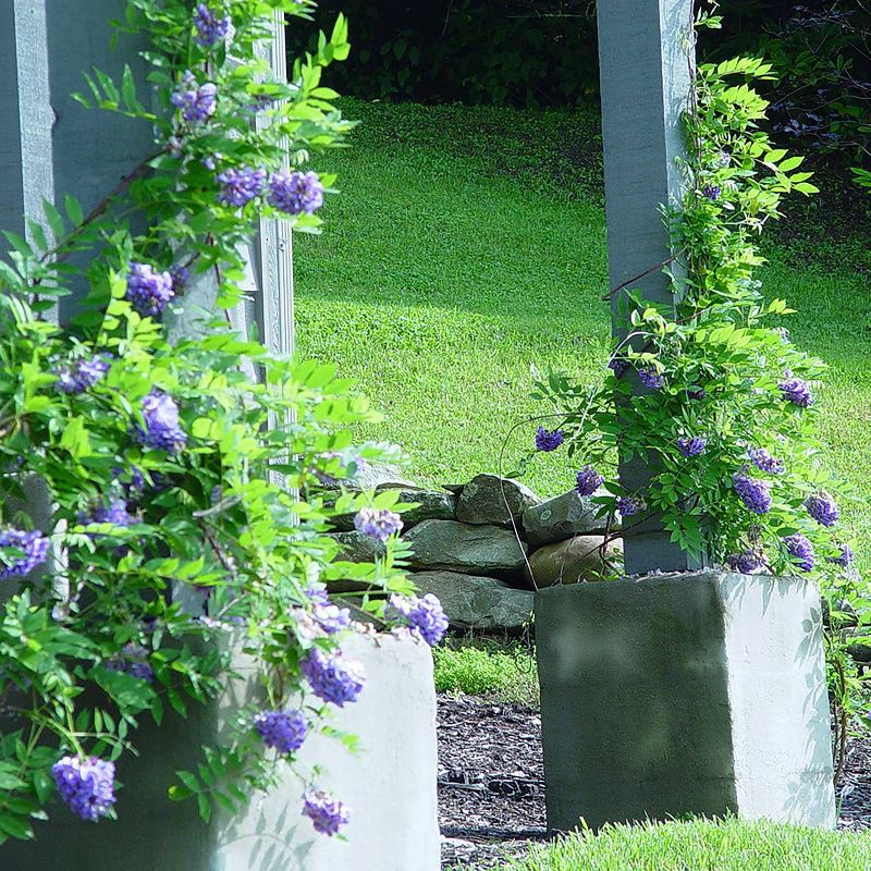 Van Zyverden Set of 3 Wisteria Amethyst Falls Potted Rocketliners Plant