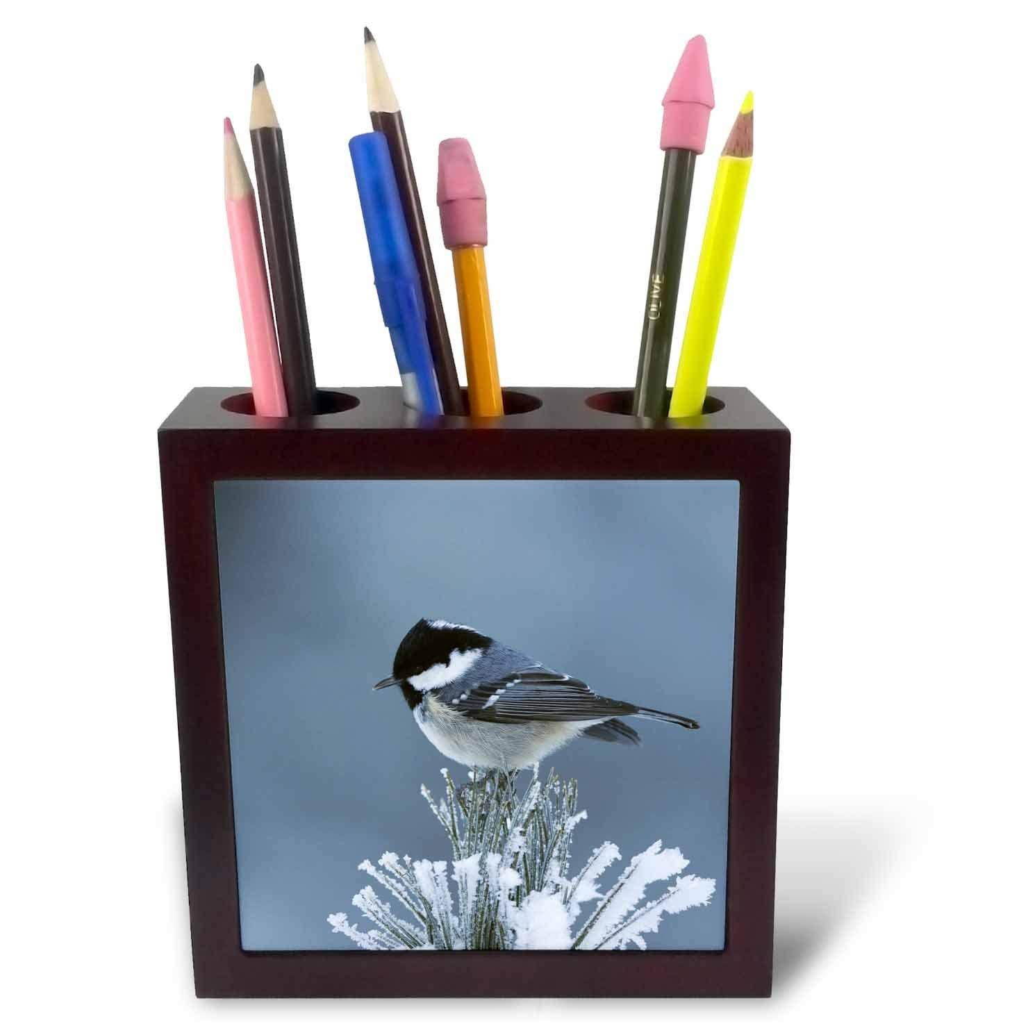 3dRose ph_84485_1 Coal Tit bird, Swiss Stone Pine, Switzerland - NA02 RNU0530 - Rolf Nussbaumer - Tile Pen Holder, 5-Inch